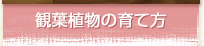 観葉植物の育て方