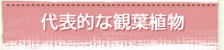 代表的な観葉植物