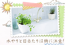水やりと日当たりは特に注意!