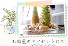 お部屋のアクセントにも!