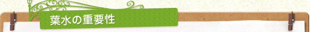 葉水の重要性
