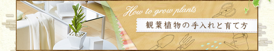 観葉植物の手入れと育て方