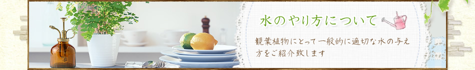 水のやり方について 観葉植物にとって一般的に適切な水の与え方をご紹介致します