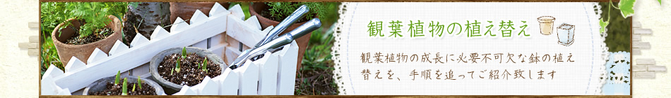 観葉植物の植え替え 観葉植物の成長に必要不可欠な鉢の植え替えを、手順を追ってご紹介致します