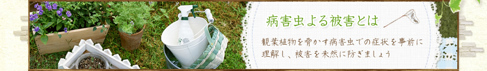 病害虫よる被害とは 観葉植物を脅かす病害虫での症状を事前に理解し、被害を未然に防ぎましょう