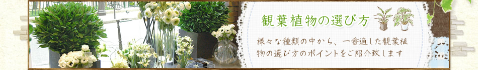 観葉植物の選び方 様々な種類の中から、一番適した観葉植物の選び方のポイントをご紹介致します