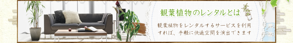 観葉植物のレンタルとは 観葉植物をレンタルするサービスを利用すれば、手軽に快適空間を演出できます