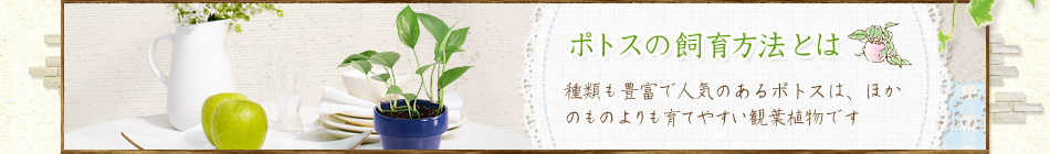 ポトスの飼育方法とは 種類も豊富で人気のあるポトスは、ほかのものよりも育てやすい観葉植物です