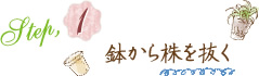 Step1.鉢から株を抜く