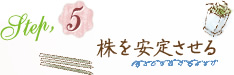 Step5.株を安定させる